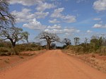 Adansonia digitata Yatta plateau GPS165 Kenya 2012_PV0345.jpg